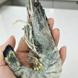 Giant Tiger Prawns