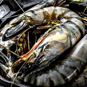 Giant Tiger Prawns
