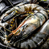 Giant Tiger Prawns